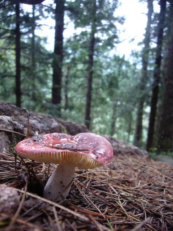 Travel - India - Himachal Pradesh - Parvati Valley - Pulga - Forest Above Pulga